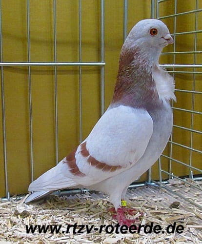 Champion Mövchen: J. Kiffe-Delf, 4. Revierschau 2014