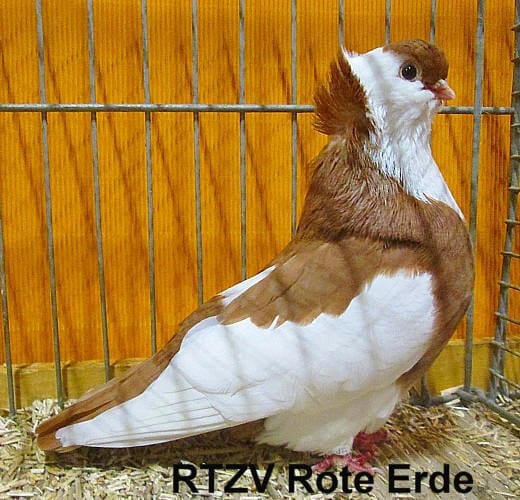 Felegyhazaer Tümmler, 4. Revierschau 2014