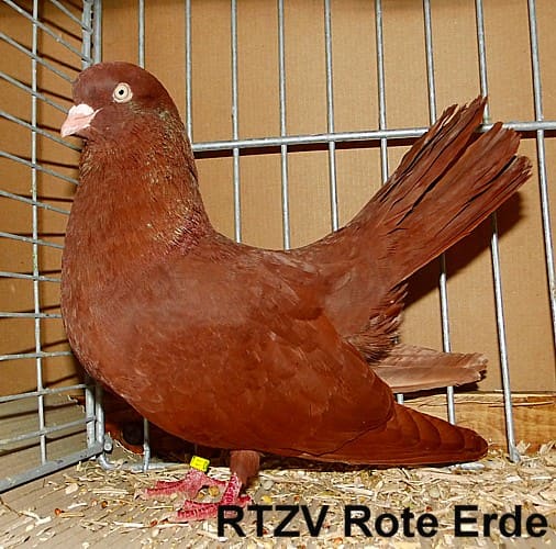 Orientalischer Roller, 4. Revierschau 2014