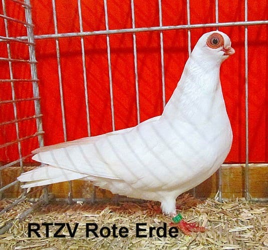 Wiener Kurzer in diversen Farbenschlägen, 4. Revierschau 2014