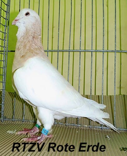 Tierbesprechung der arabischen Taubenrassen