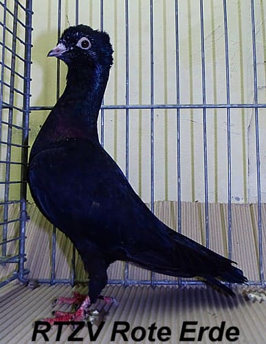 Tierbesprechung der arabischen Taubenrassen
