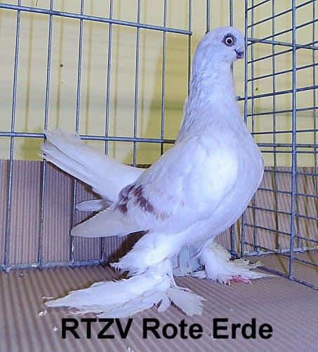 Taube der Rasse Vicechampion