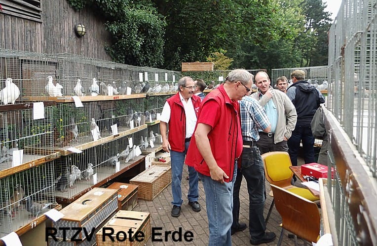Verkaufskäfige in der Taubenbörse