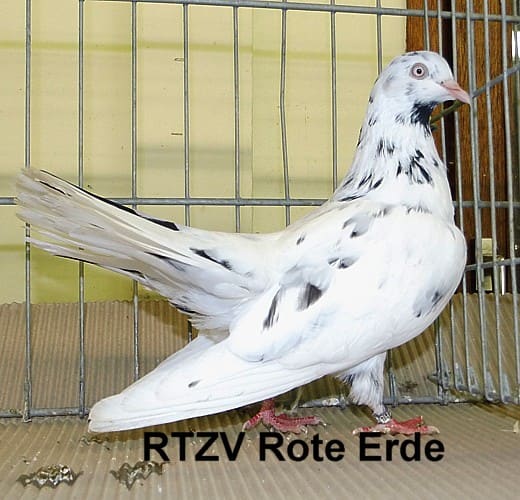 Taube der Rasse Championanwärter