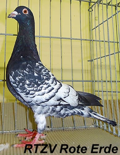 Taube der Rasse Briver Schwarzkopf