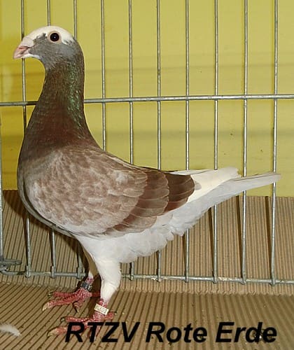 Taube der Rasse Championanwärter