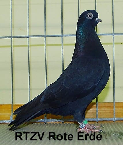 Taube der Rasse Vicechampion