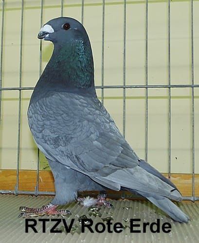 Taube der Rasse Championanwärter