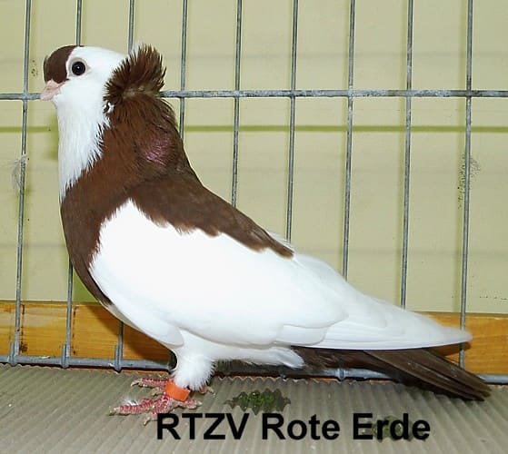 Taube der Rasse Champion 2014