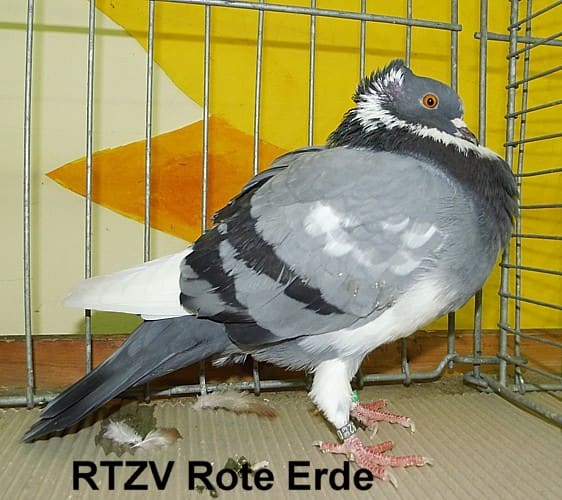 Taube der Rasse Championanwärter