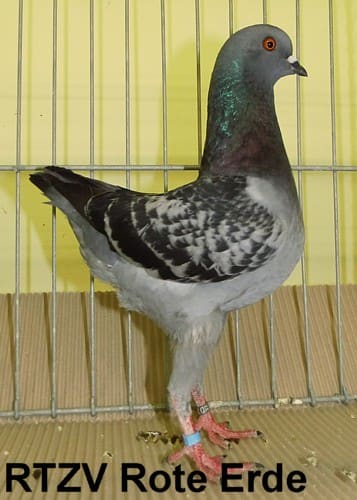 Taube der Rasse Championanwärter
