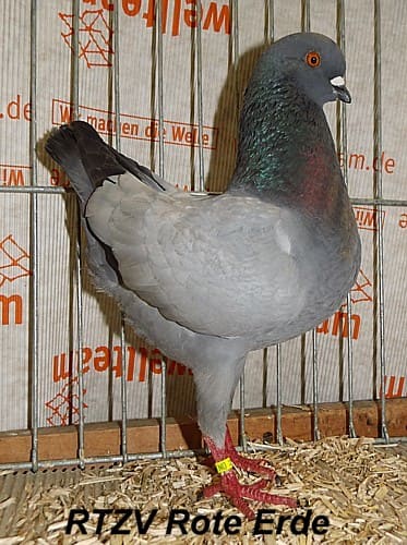 Dt. Modeneser, 5. Revierschau 2015
