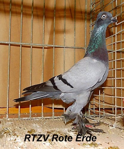 Wiener Tümmler, 5. Revierschau 2015