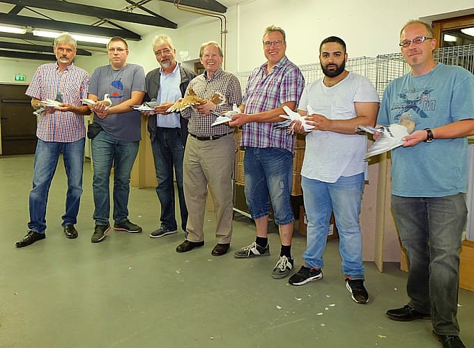 Tierbesprechung der arabischen Taubenrassen