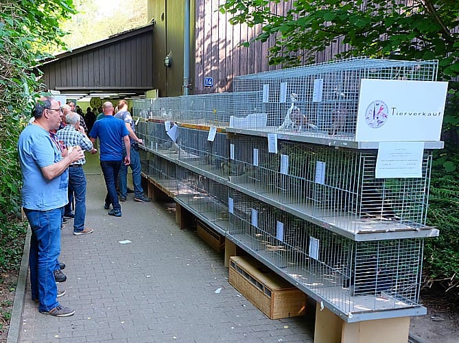 Käfige mit Verkaufstauben im Eingangsbereich