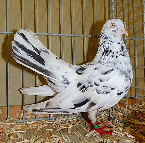 Orientalischer Roller, 6. Revierschau 2016
