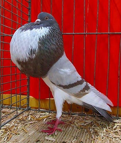 Norwich Kröpfer, 6. Revierschau 2016