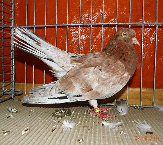 Taube der Rasse Orientalischer Roller
