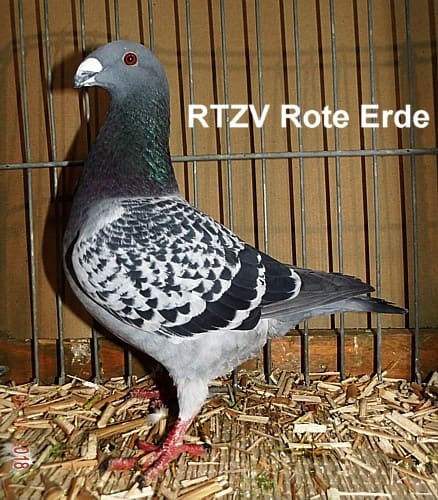 Championtier der 8. Revierschau