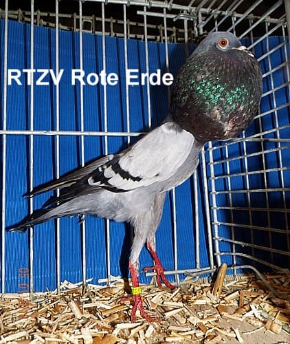 Championtier der 8. Revierschau
