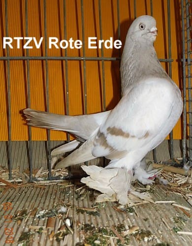 Championtier der 8. Revierschau