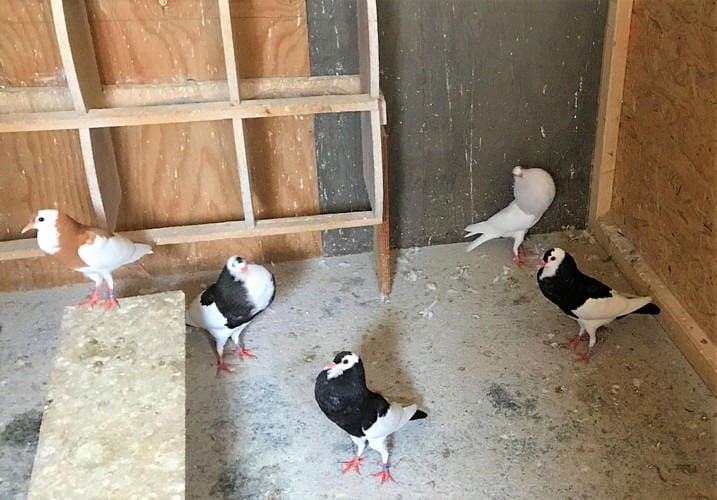 Junge Steller Kröpfer, schwarz geganselt