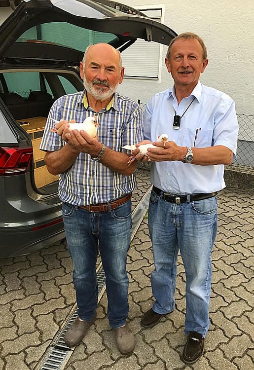 Gelbgeschnippte Steller Kröpfer