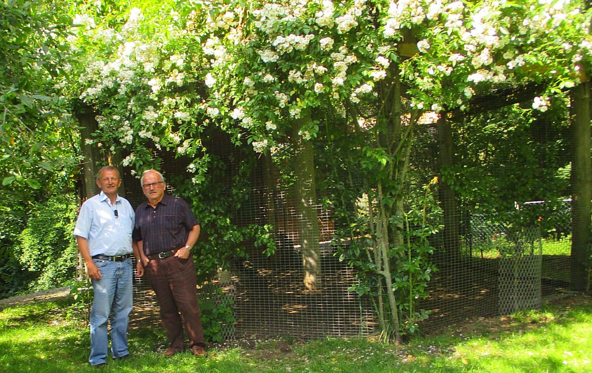 Blühende Kletterrose an einer Voliere