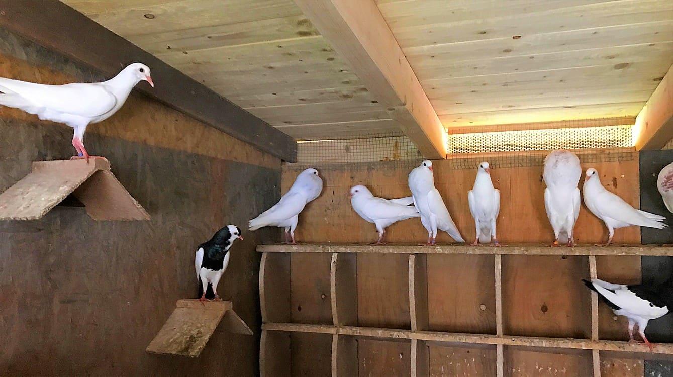 Steller Kröpfer bei der ersten Brut