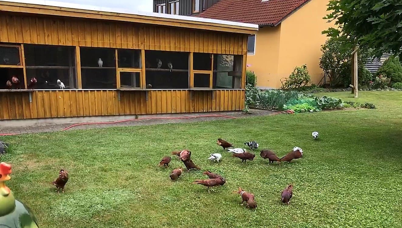 Rote und rotweißbindige Steller Kröpfer im Freiflug