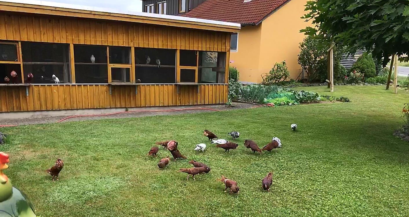Rote und rotweißbindige Steller Kröpfer auf der Wiese
