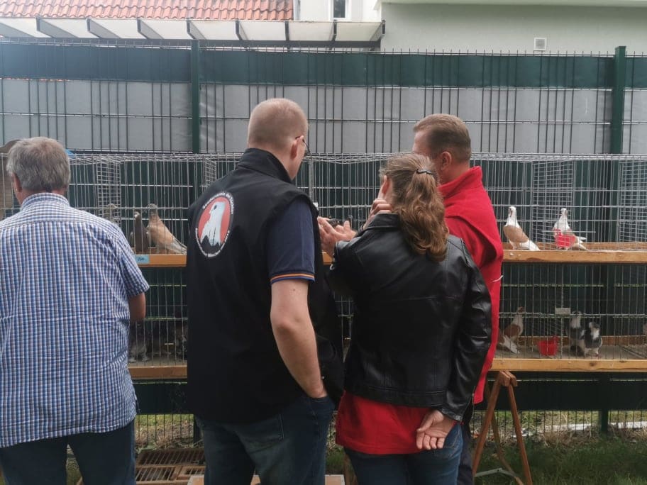 Westfälischer Rassetaubentag 2021, Foto 5