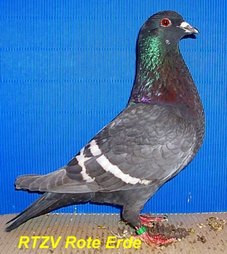 Feldfarbentaube, andalusier mit weißen binden
