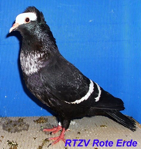 Farbentauben, Foto 1