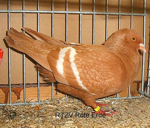 Feldfarbentaube, gelb mit weißen binden