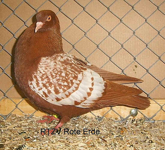 Feldfarbentaube, rot weißgeschuppt