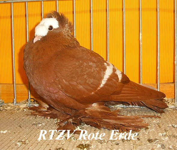 Sächsische Pfaffen, rot mit weißen binden