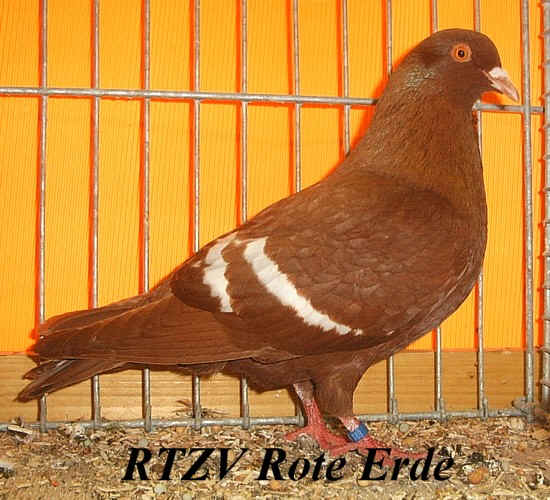 Feldfarbentaube, rot mit weißen binden