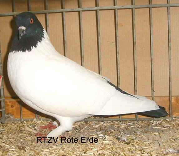Schlesischer Farbenkopf, schwarz