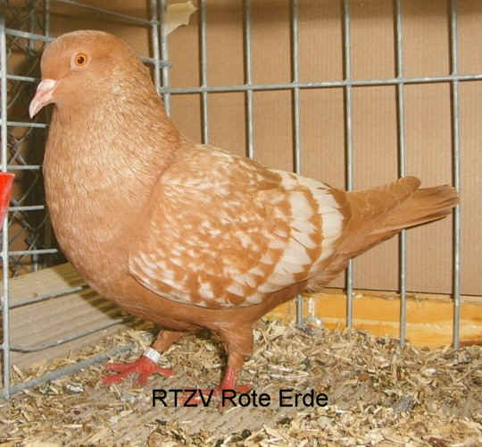 Feldfarbentaube, gelb weißgeschuppt