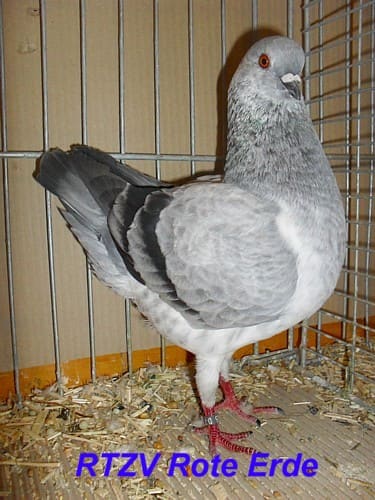 Deutsche Modeneser, blauschimmel