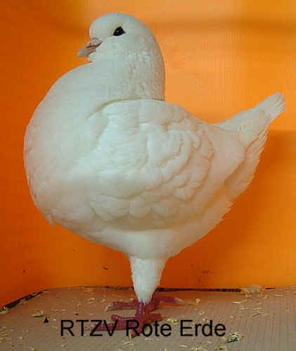 King Weiß