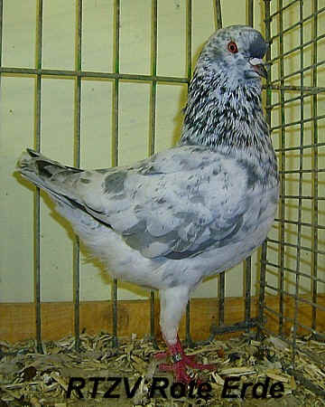 Deutsche Modeneser, blausprenkel