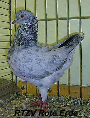 Deutsche Modeneser, blausprenkel