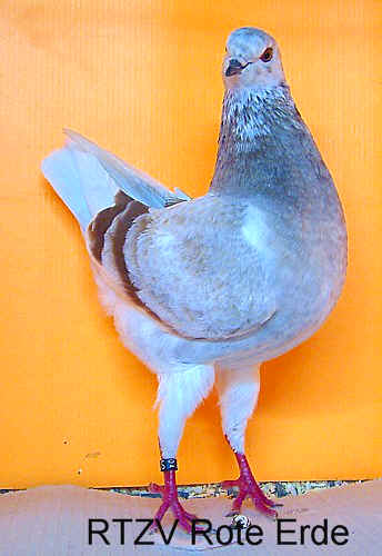 Modeneser Schietti, rotfahlschimmel