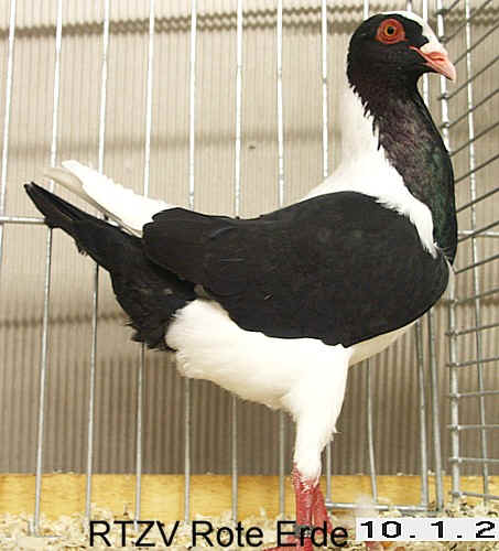Huhnschecke, schwarz