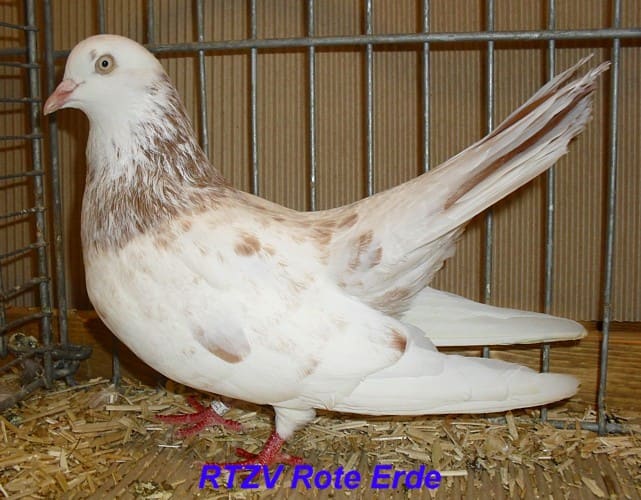 Orientalischer Roller