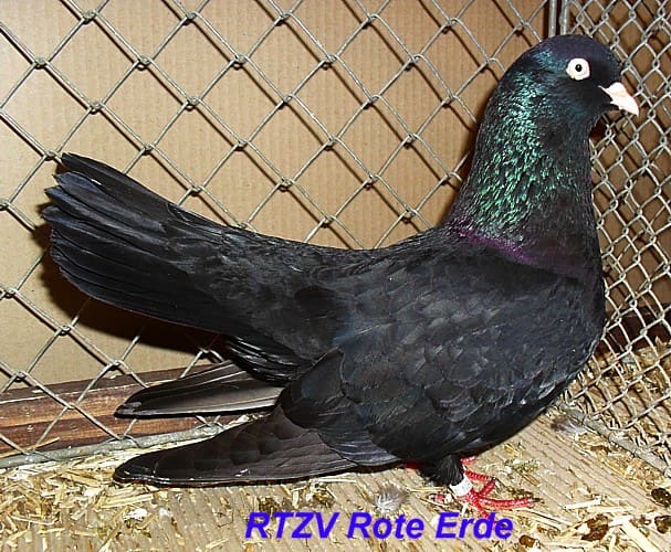 Orientalischer Roller