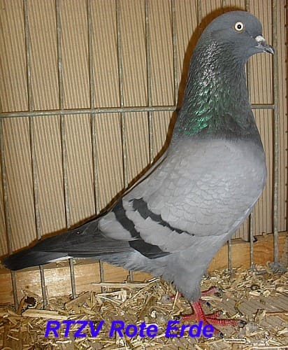 Kölner Tümmler